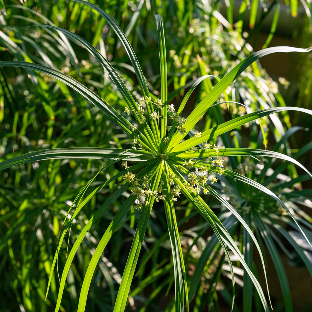 Cyperus involucratus - Parapluplant