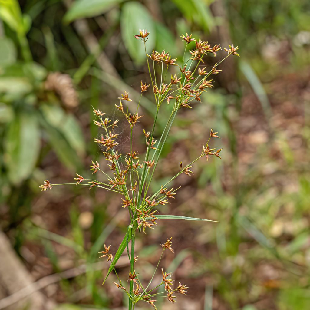 Cyperus longus - Rood cypergras