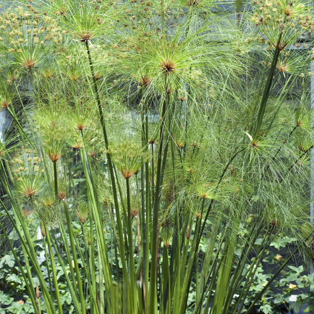 Cyperus papyrus - Papyrusplant