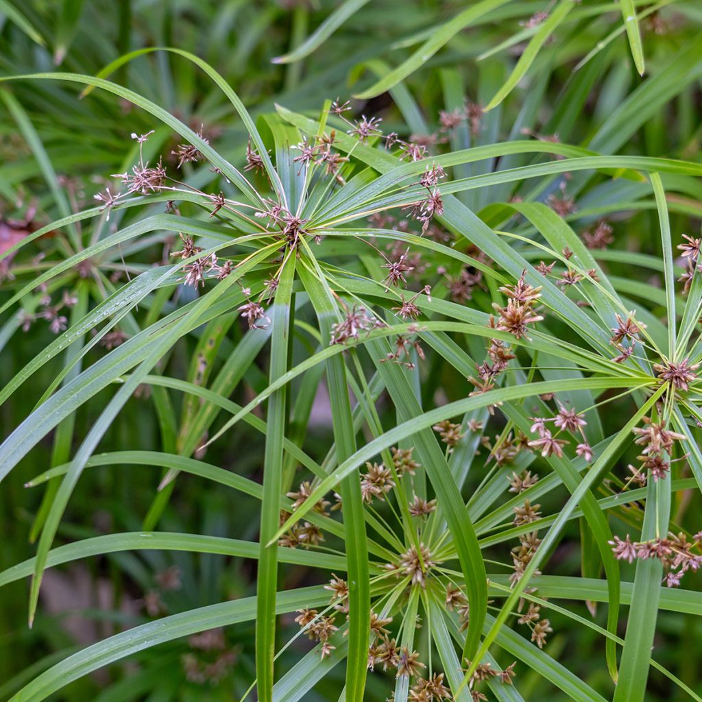 Cyperus alternifolius - Parapluplant