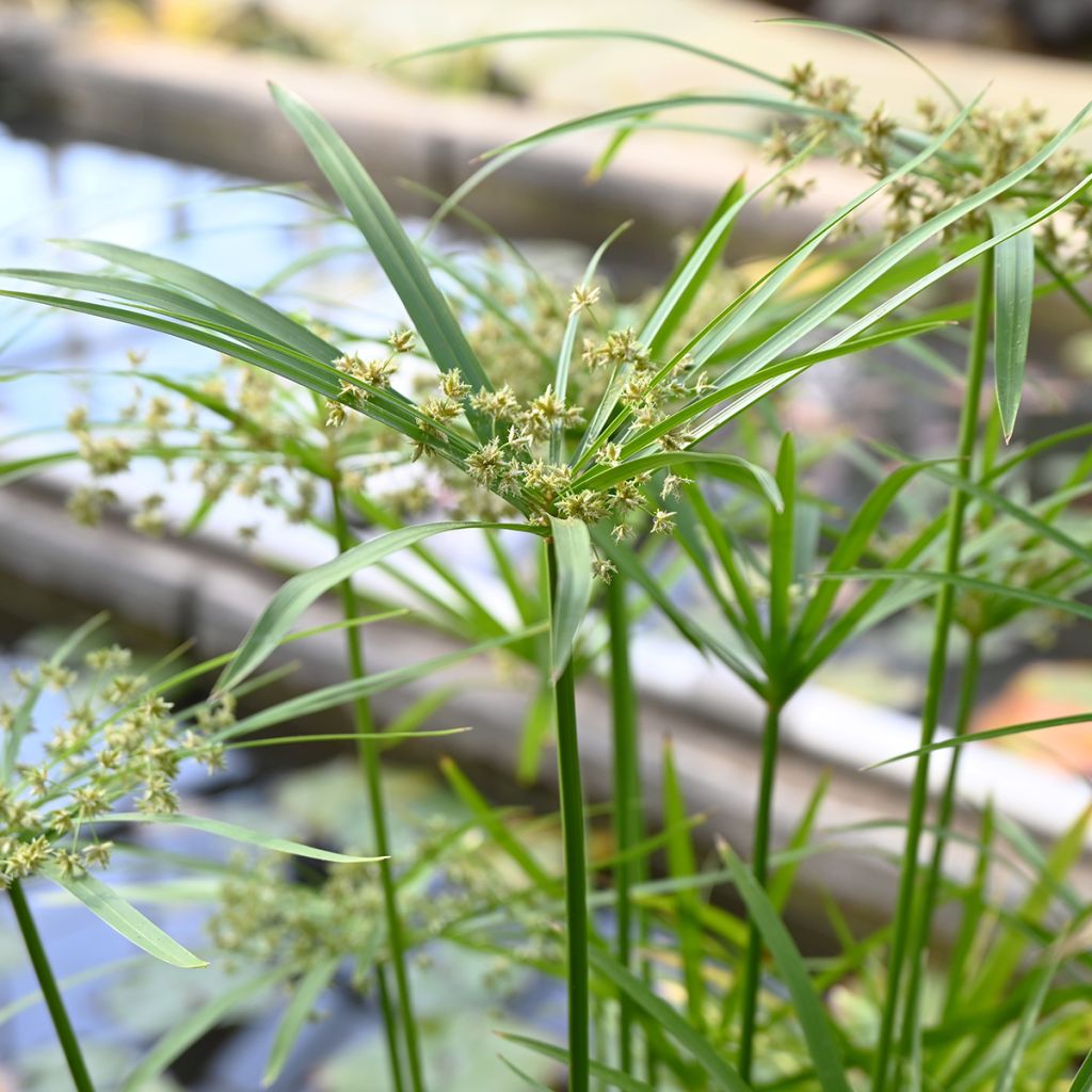 Cyperus alternifolius - Parapluplant
