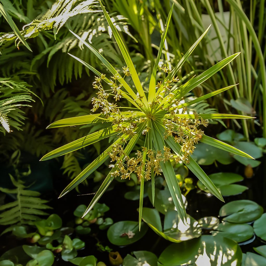 Cyperus alternifolius - Parapluplant