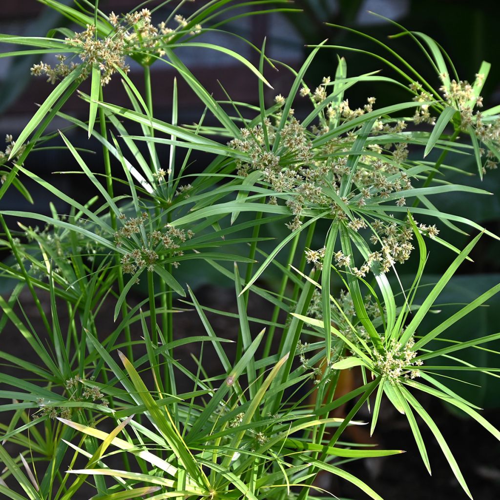 Cyperus alternifolius - Parapluplant