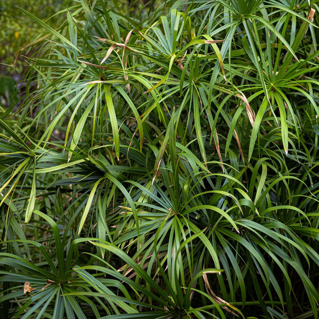 Cyperus alternifolius - Parapluplant