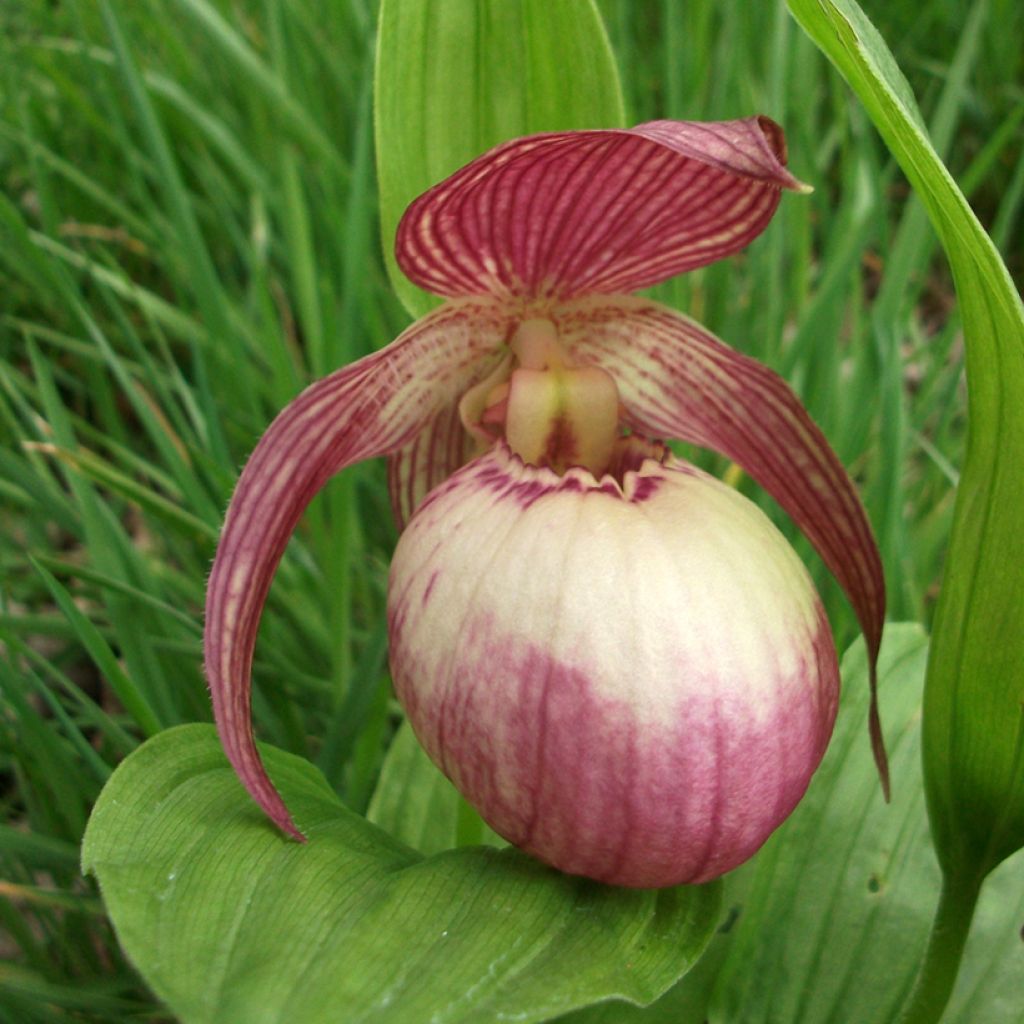 Cypripedium Sabine - Vrouwenschoentje