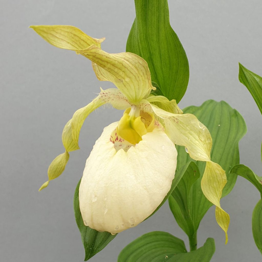 Cypripedium Aki - Vrouwenschoentje