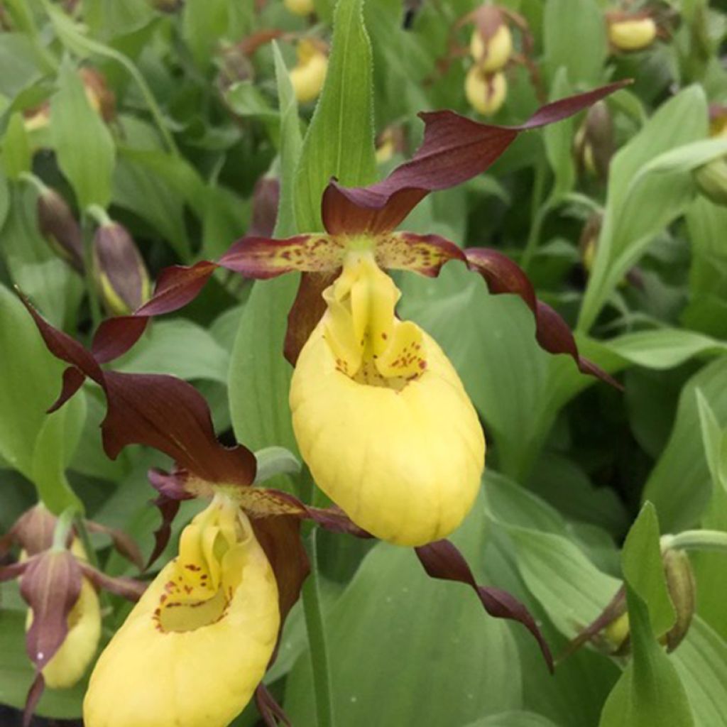 Cypripedium Otto - Vrouwenschoentje