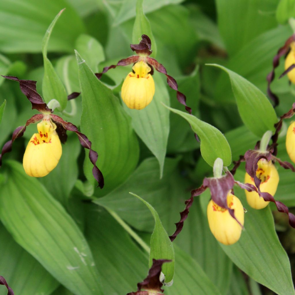 Cypripedium parviflorum var. parviflorum - Vrouwenschoentje
