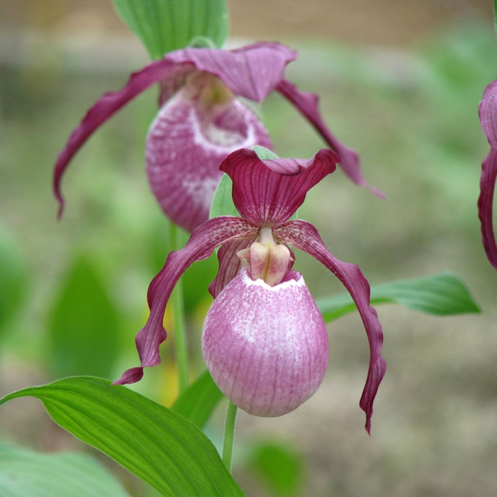Cypripedium Philipp - Vrouwenschoentje