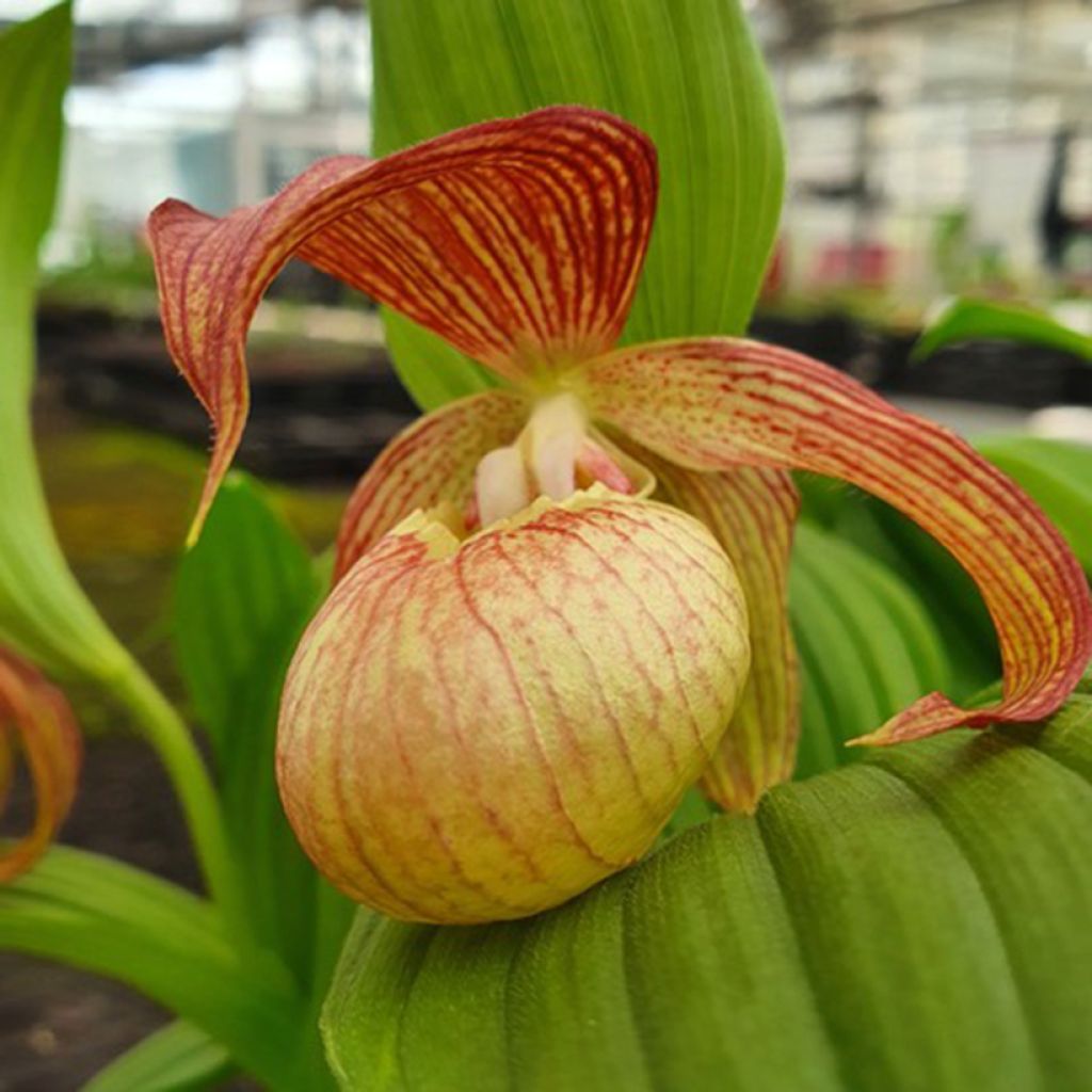 Cypripedium Tania Pinkepank - Vrouwenschoentje