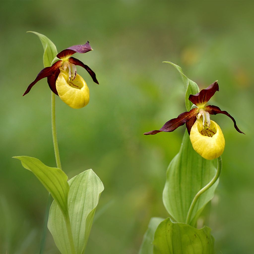 Cypripedium calceolus - Gele vrouwenschoen