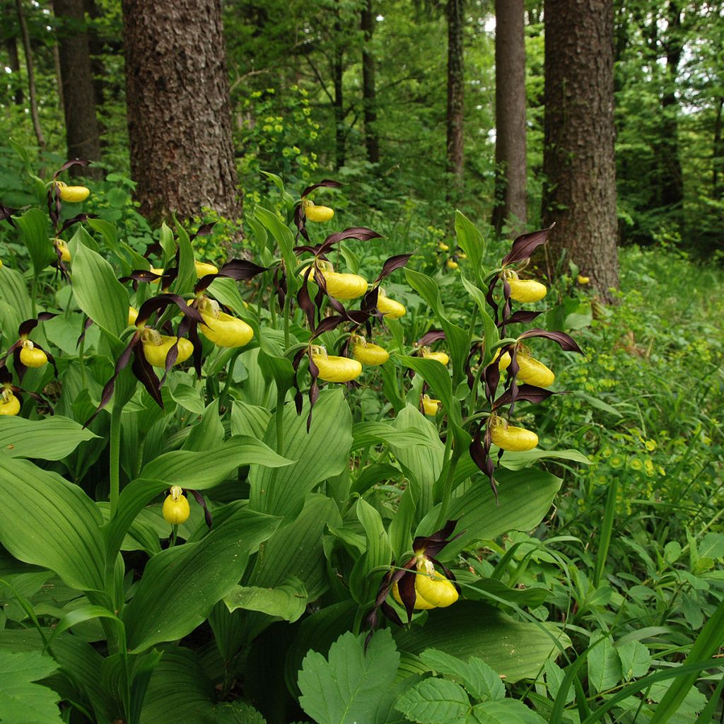 Cypripedium calceolus - Gele vrouwenschoen