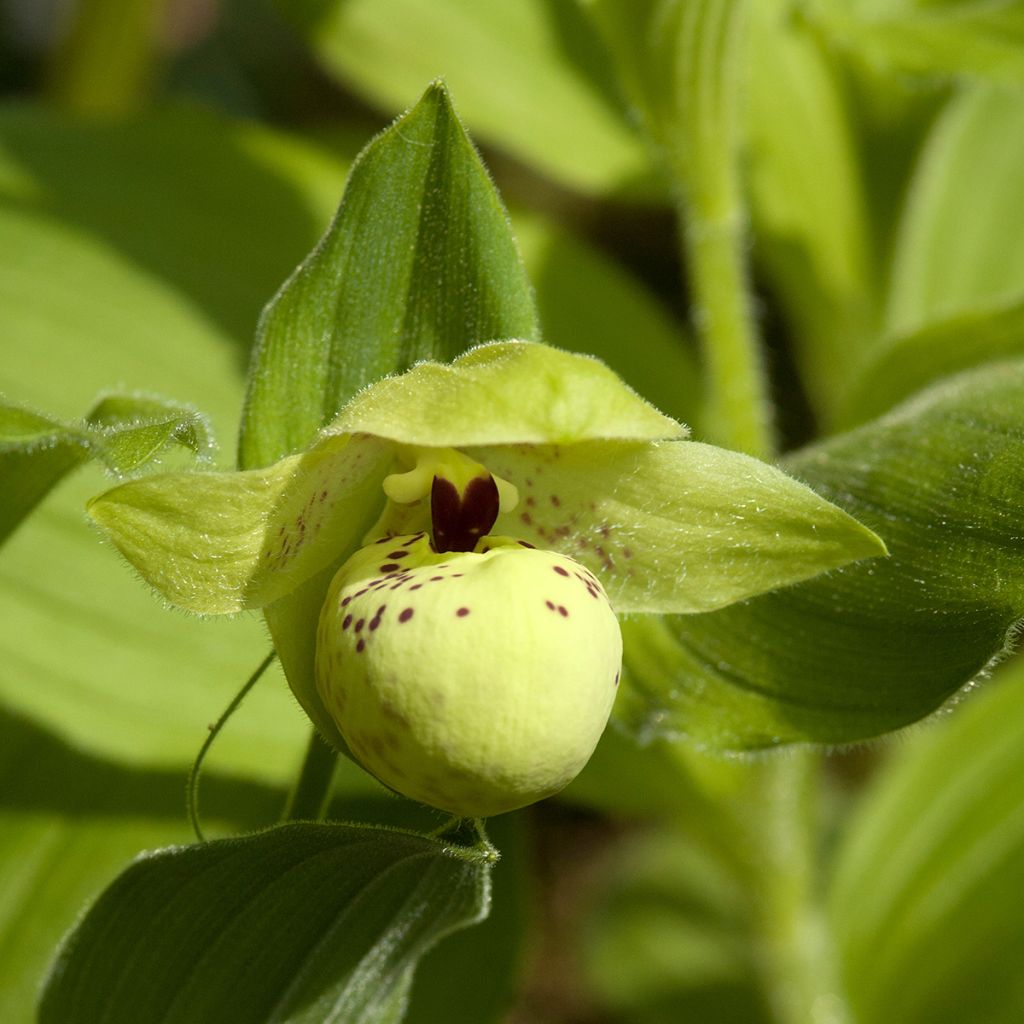 Cypripedium flavum - Vrouwenschoentje