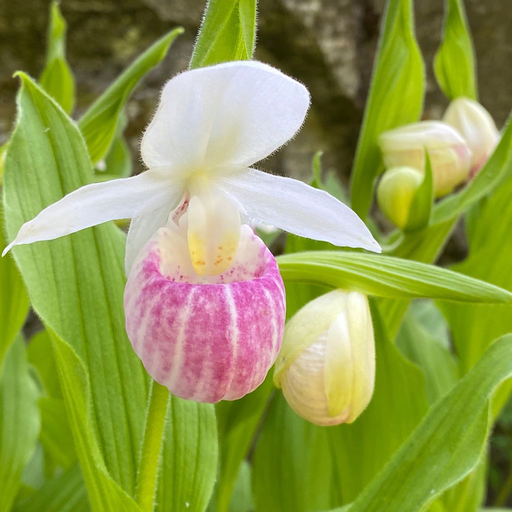 Cypripedium reginae - Vrouwenschoentje