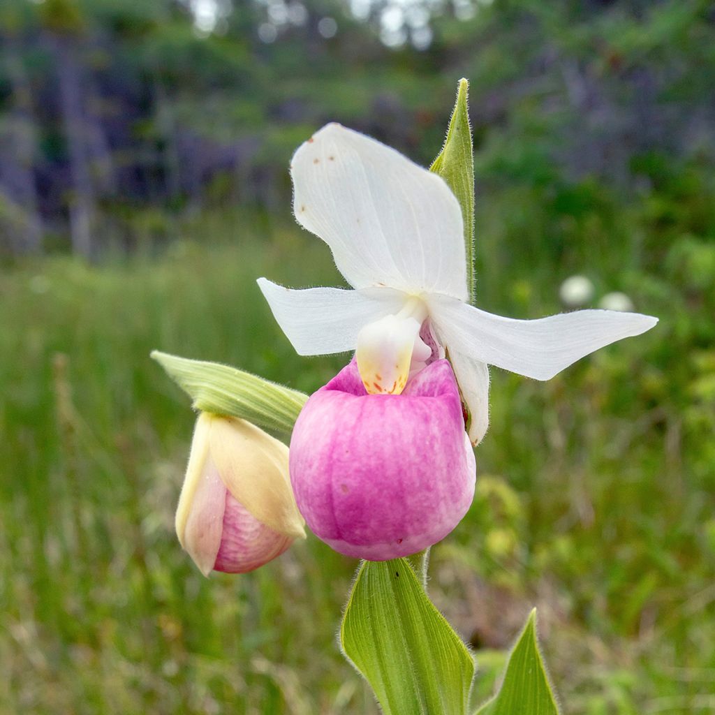 Cypripedium reginae - Vrouwenschoentje