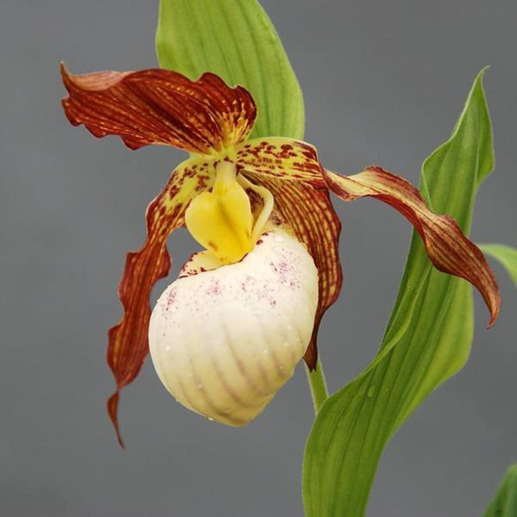 Cypripedium Gabriela - Vrouwenschoentje