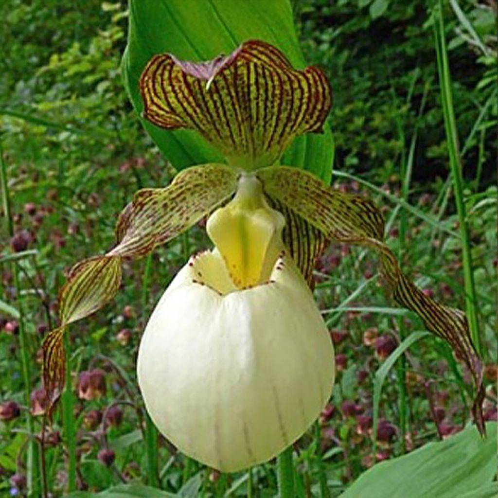 Cypripedium Gabriela - Vrouwenschoentje