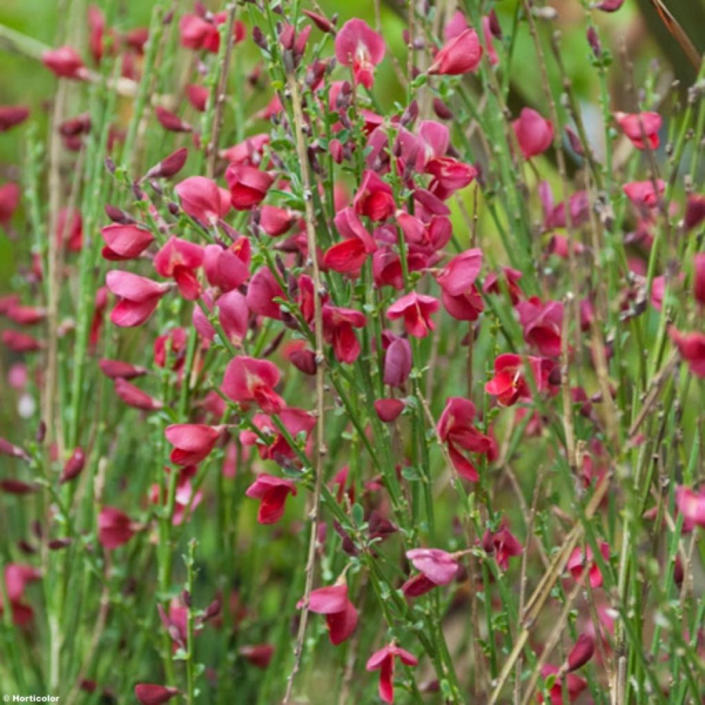 Cytisus scoparius Boskoop Ruby - Brem