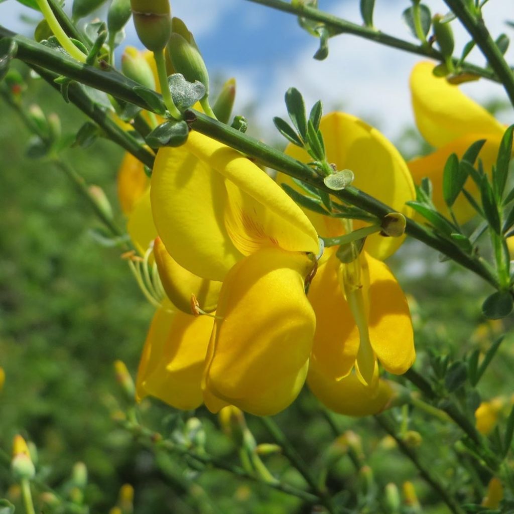 Cytisus scoparius Golden Sunlight - Brem