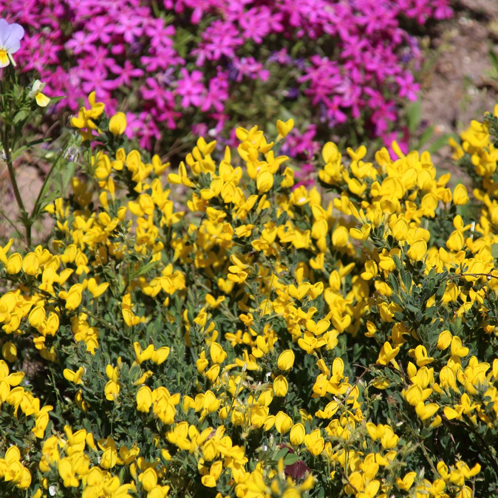 Cytisus decumbens - Brem