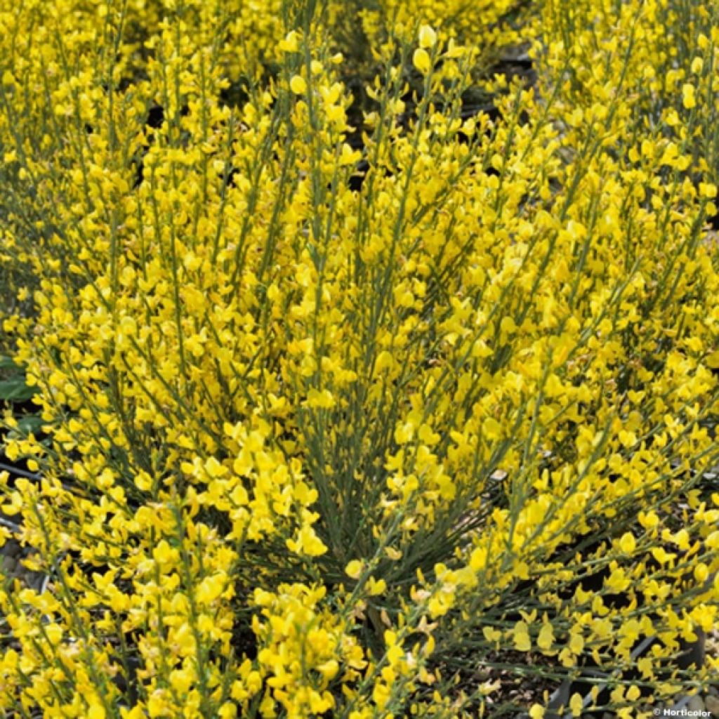 Cytisus praecox Allgold - Brem