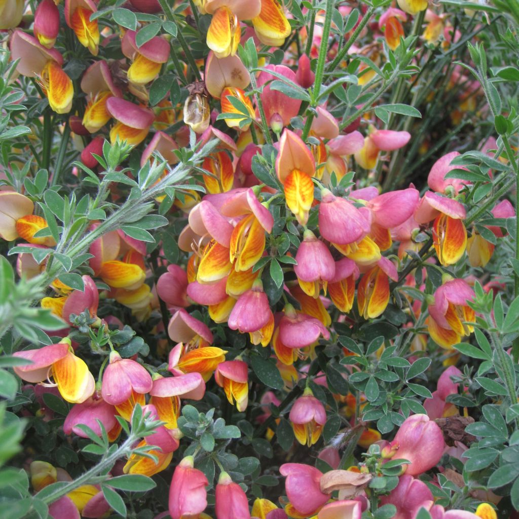 Cytisus scoparius La Coquette - Brem