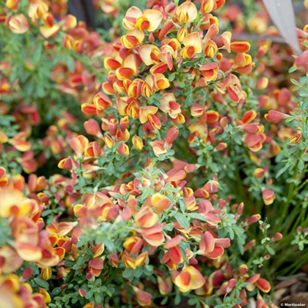 Cytisus scoparius Lena - Brem