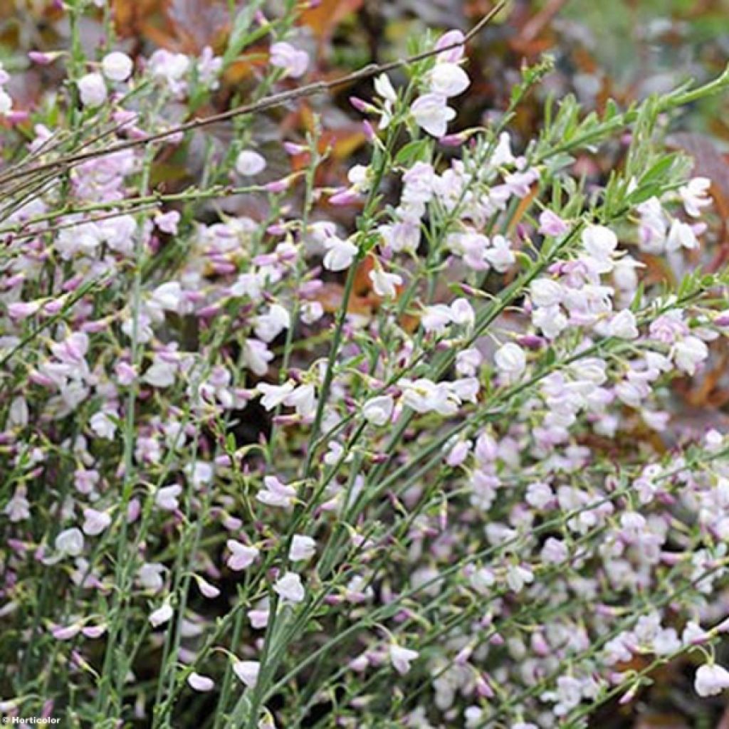 Cytisus scoparius Moyclare Pink - Brem
