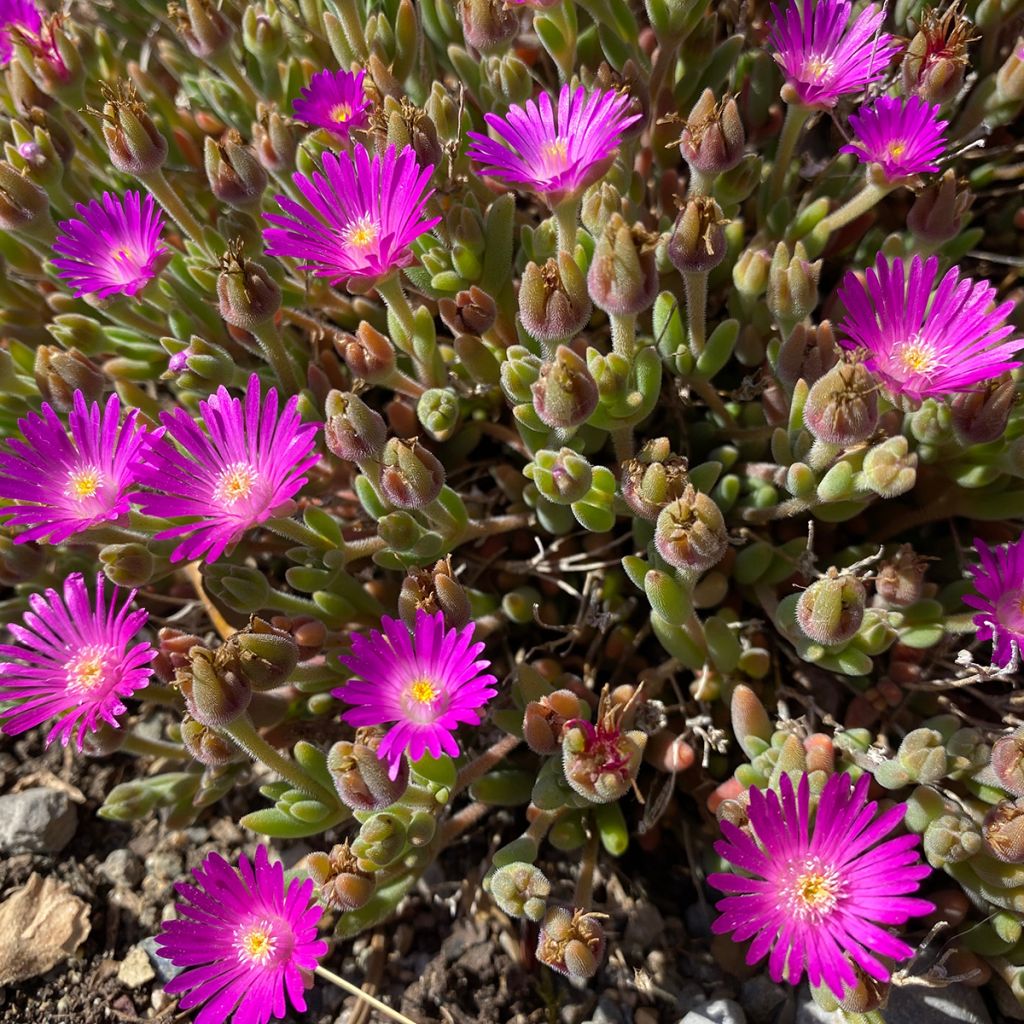 Delosperma ashtonii - Pourpier vivace, Delosperma d'Ashton