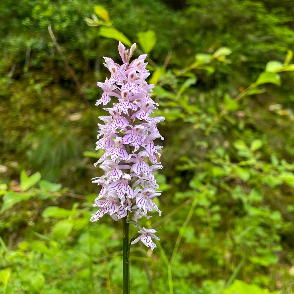 Dactylorhiza Estella G - Bosorchis