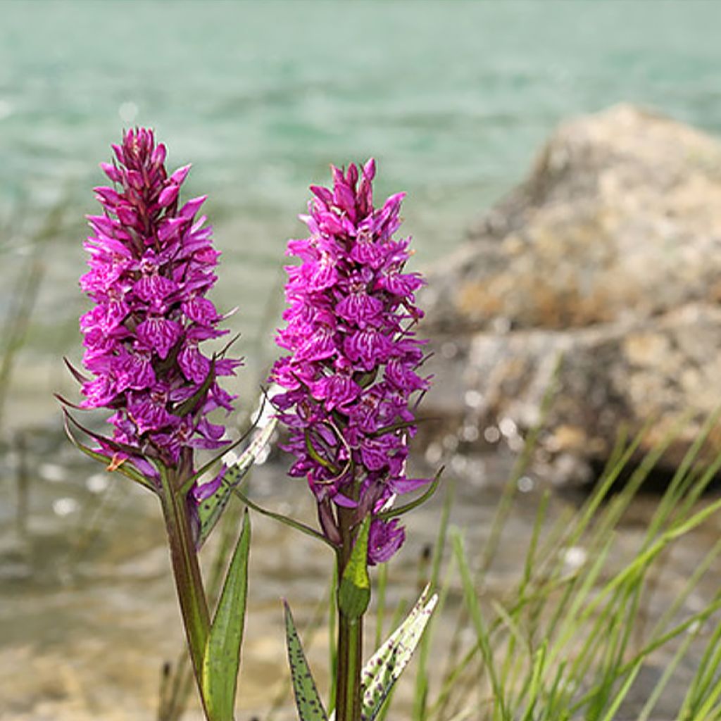 Dactylorhiza alpestris - Brede orchis