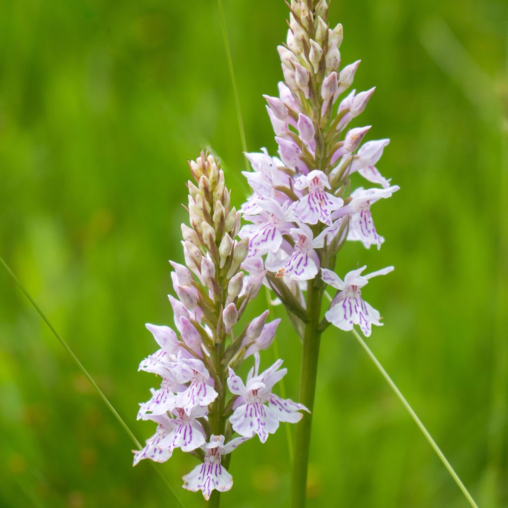 Dactylorhiza fuchsii - Bosorchis