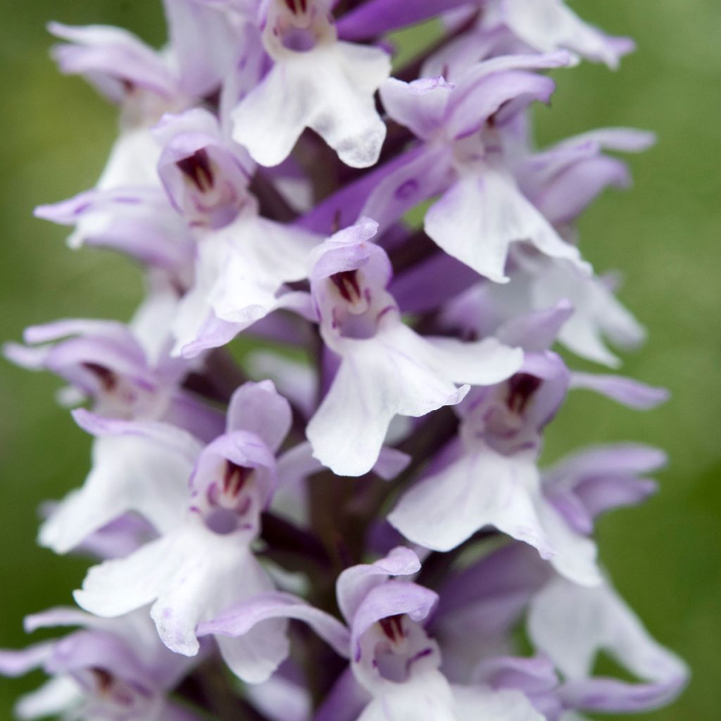 Dactylorhiza fuchsii - Bosorchis