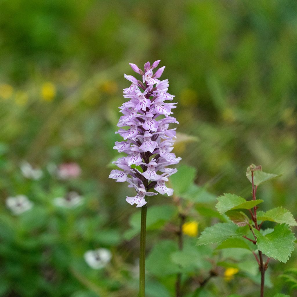 Dactylorhiza fuchsii - Bosorchis
