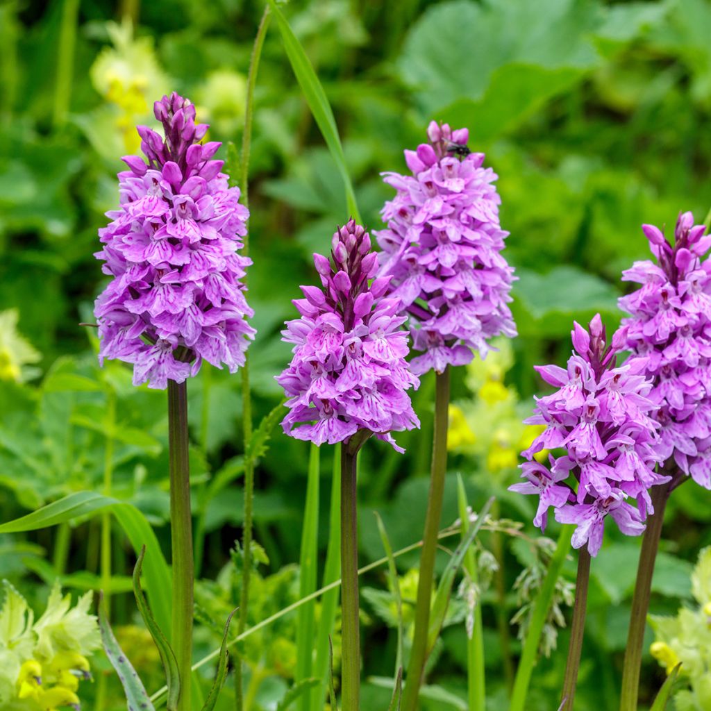 Dactylorhiza maculata - Gevlekte orchis
