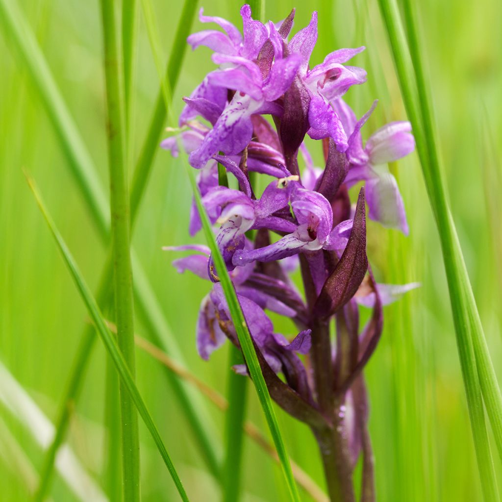 Dactylorhiza maculata - Gevlekte orchis