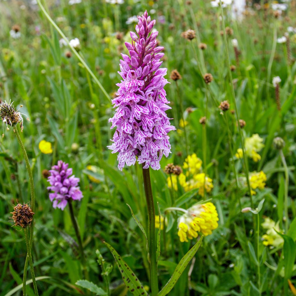 Dactylorhiza maculata - Gevlekte orchis