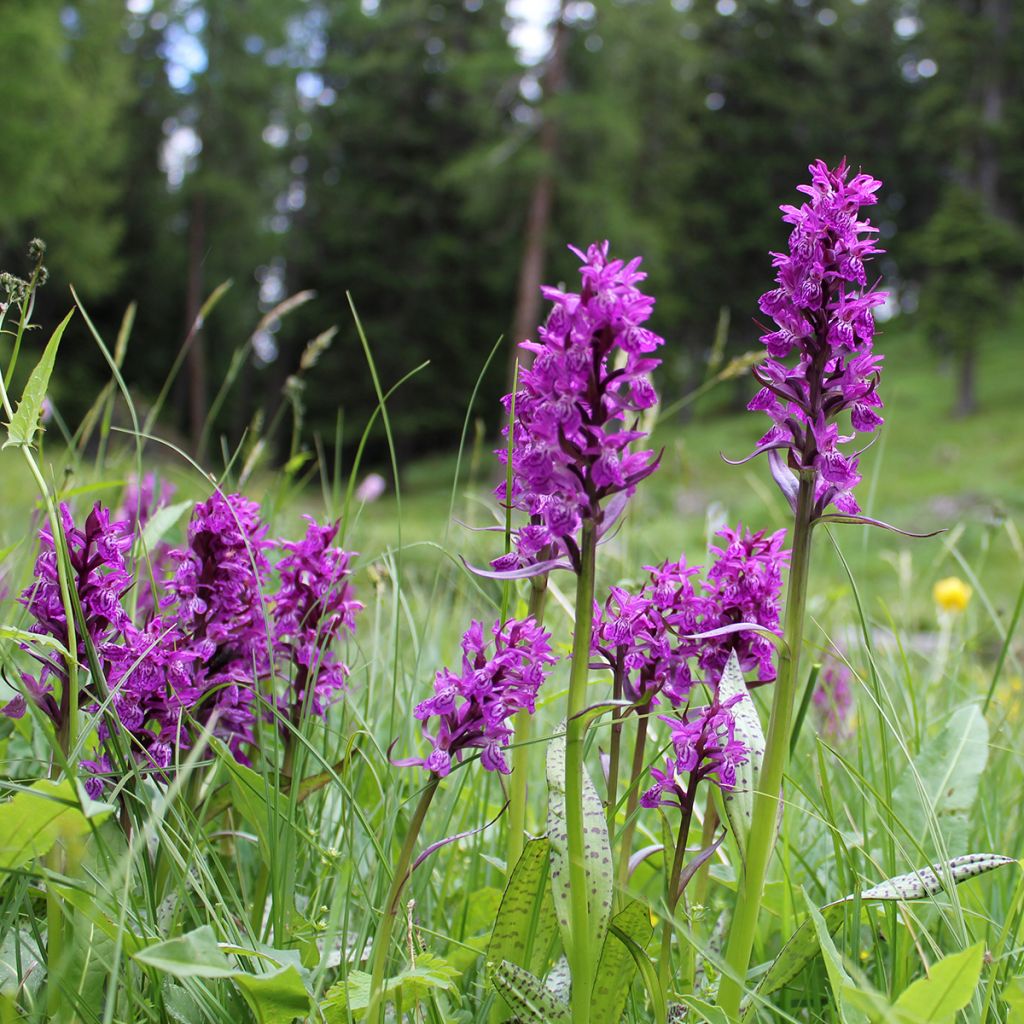 Dactylorhiza majalis - Brede orchis