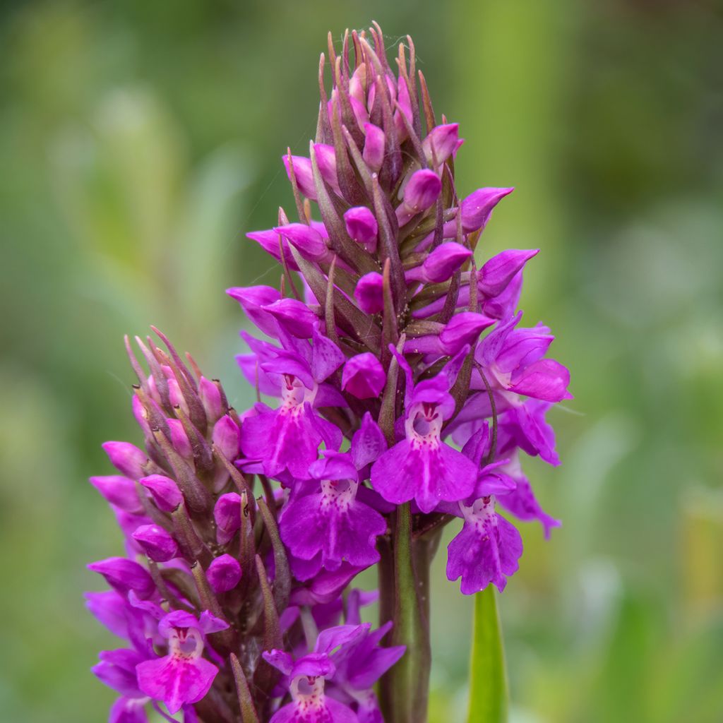 Dactylorhiza praetermissa - Rietorchis