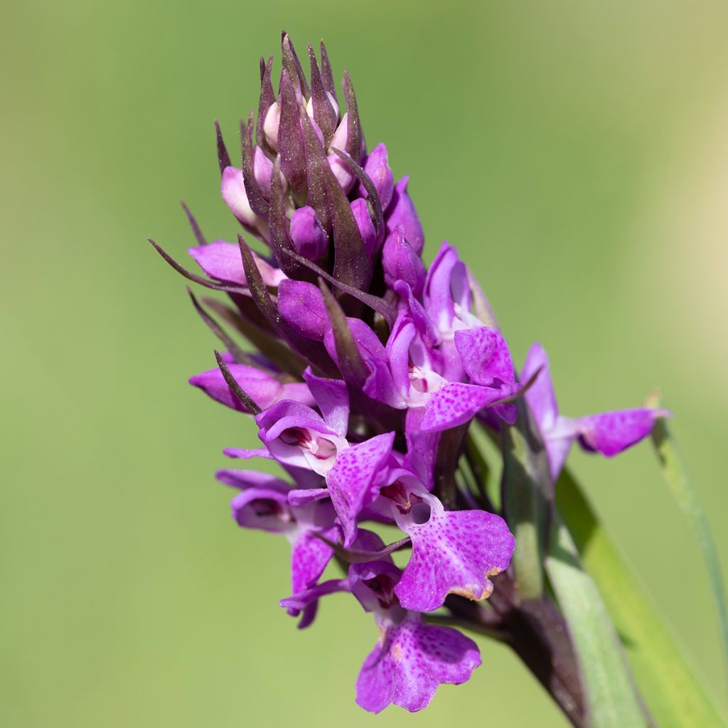 Dactylorhiza praetermissa - Rietorchis