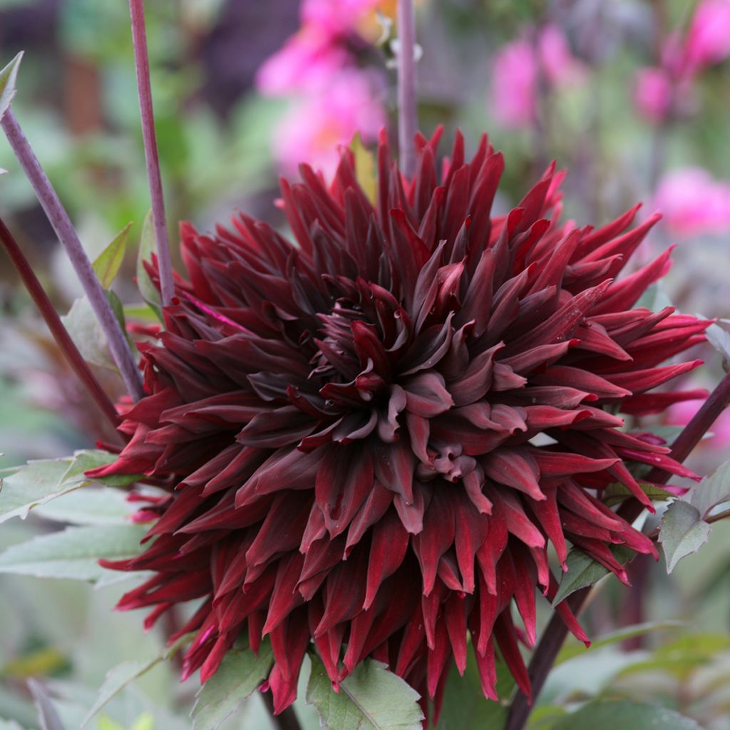 Dahlia Aramis - tuindahlia
