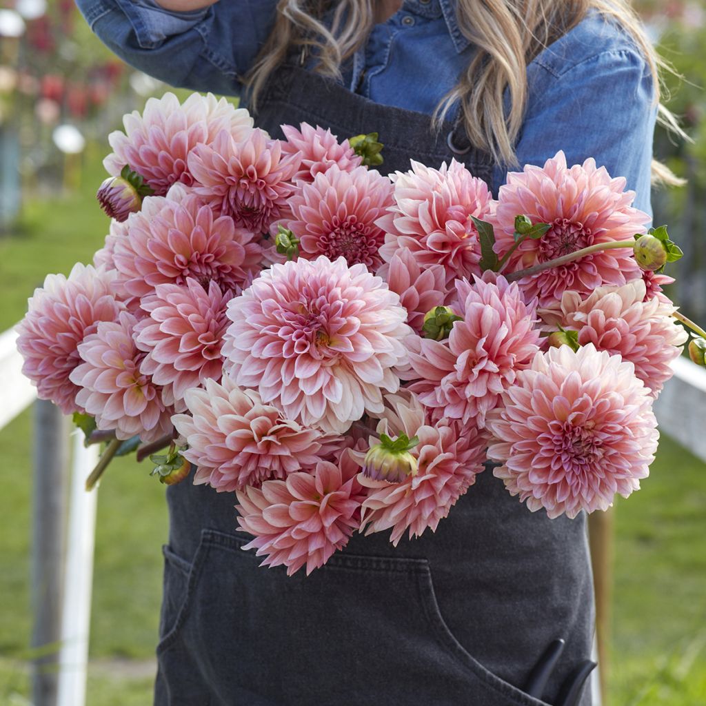 Dahlia Beauty Queen - baldahlia