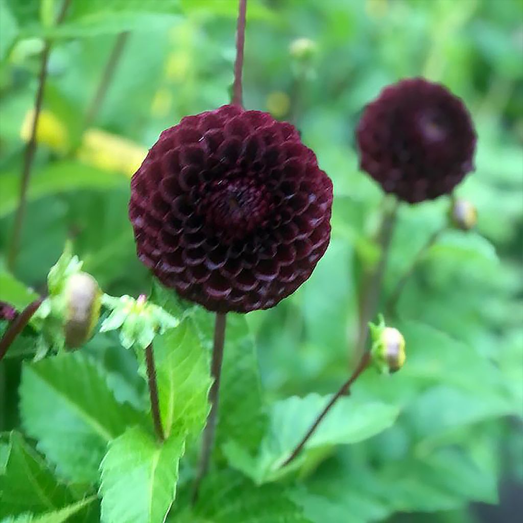 Dahlia Black Hero - baldahlia