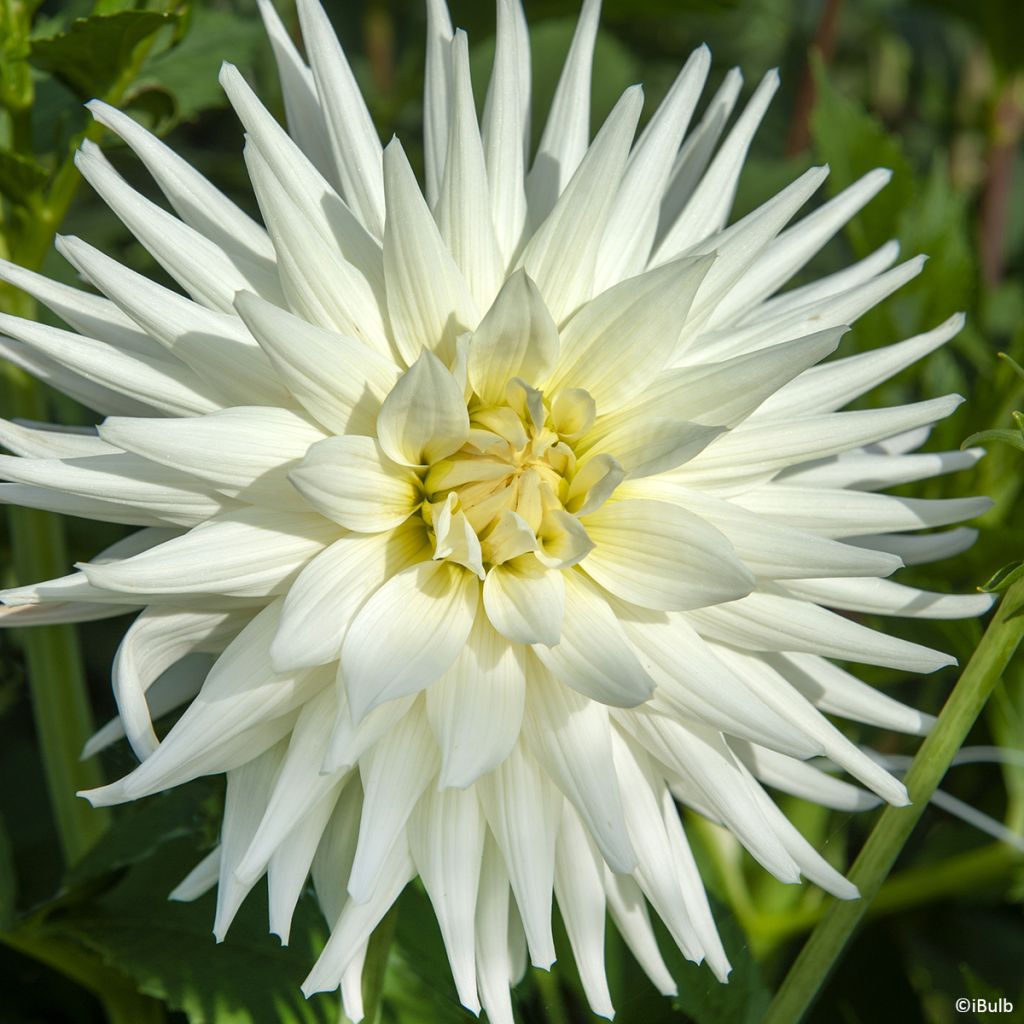 Dahlia cactus Mount Tacoma