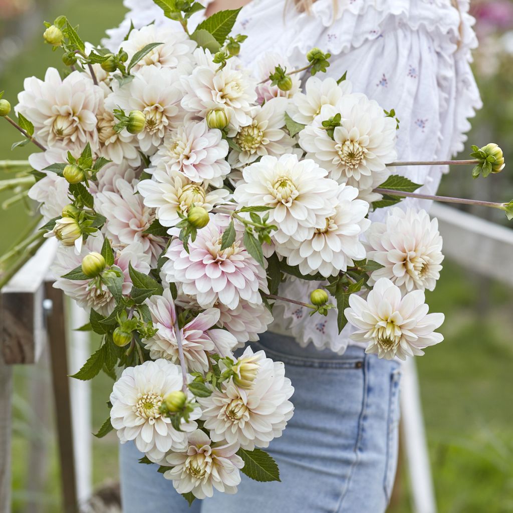Dahlia Christo - decoratieve dahlia