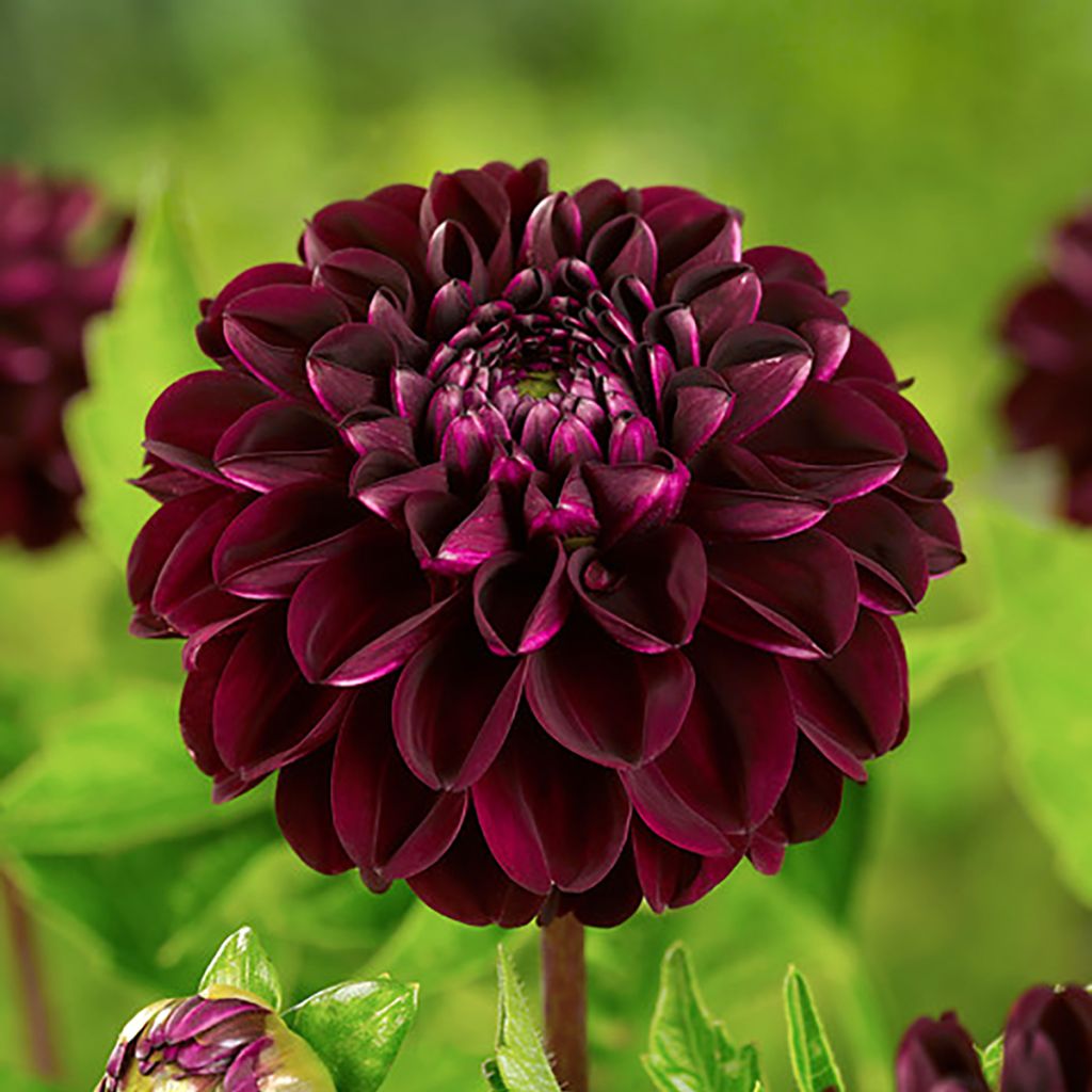 Dahlia Dark Spirit - baldahlia