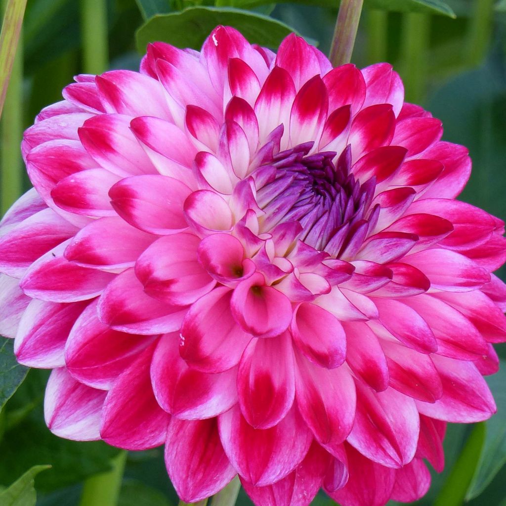 Dahlia Décoratif Demi-nain Senior's Dream.