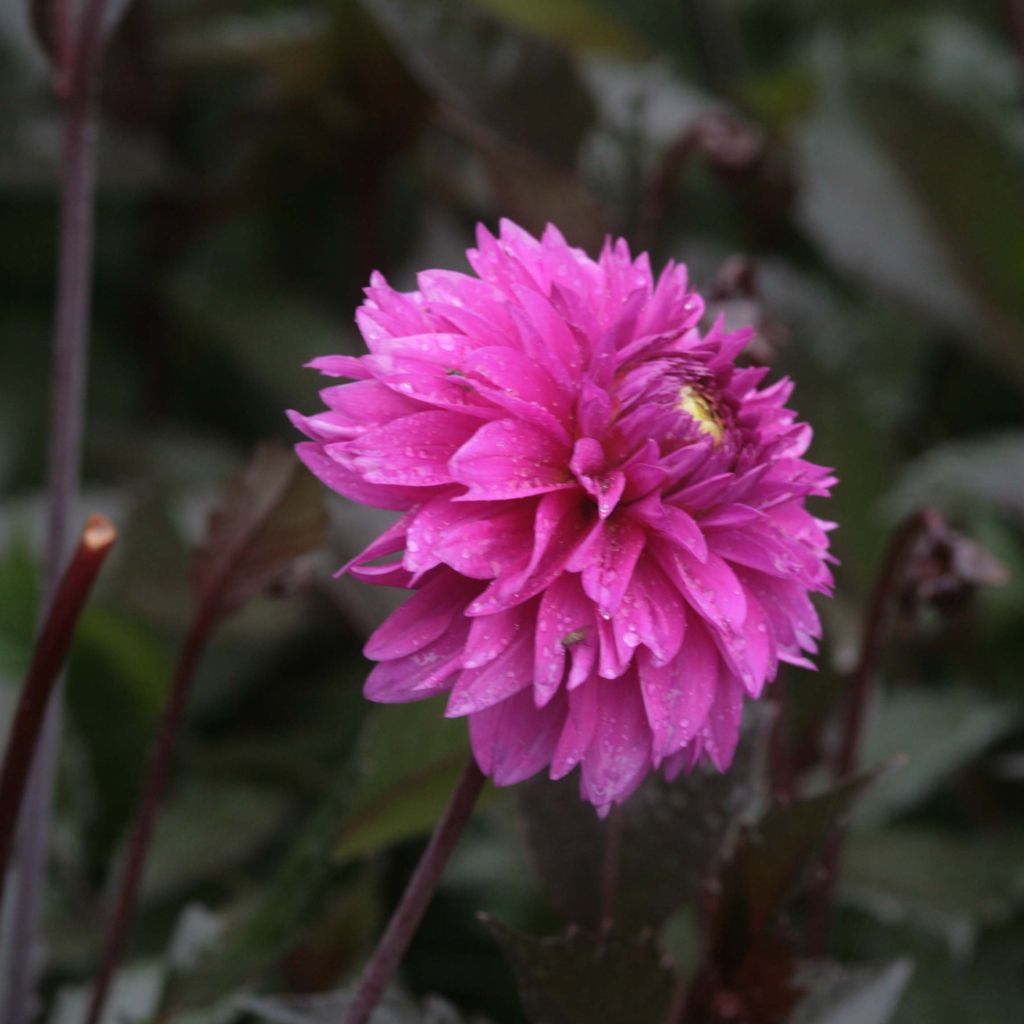 Dahlia Décoratif Evening Breeze