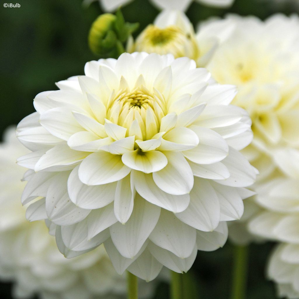 Dahlia décoratif Karma Serena