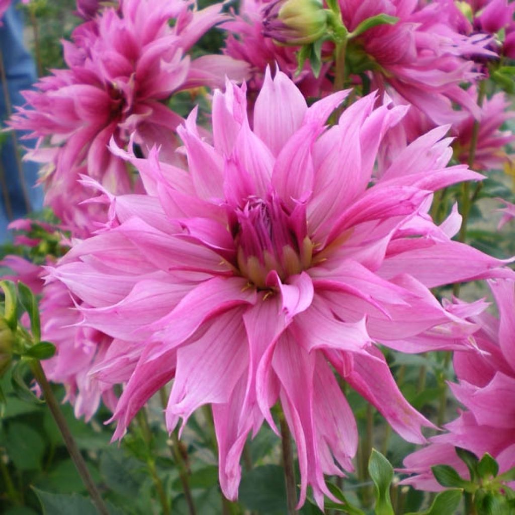 Dahlia décoratif Frizzle Sizzle